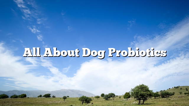 All About Dog Probiotics