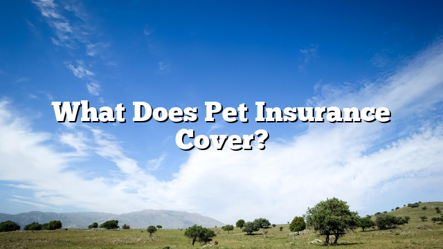What Does Pet Insurance Cover?